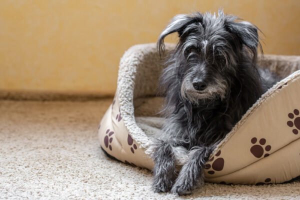 cama cão pet
