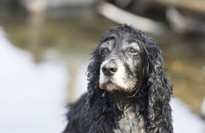 com quantos anos um cão é idoso