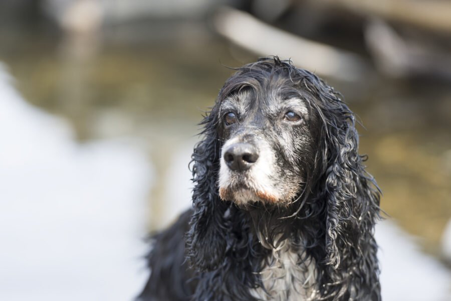 com quantos anos um cão é idoso